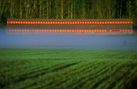 Ebey's Landing, Sunrise, Whidbey Island, Barn, Red, Fog, Farm, Field, Crops, Green, Stripes