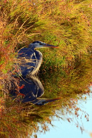 Great Blue Heron, Reflection, Whidbey Island,