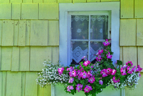 Whidbey Island, Flower Box, Petunia, Antique Window, Lace Curtains, Yellow