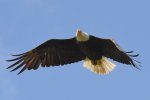 Wind Beneath my&nbsp;Wings