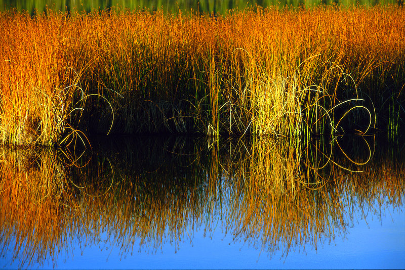 Reeds, Weeds, Water, Heart, Gold, Fall, Autumn, Reflection