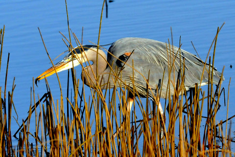 Great blue heron, feeding, birds, weeds, water, blue,