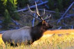 Elk in the Rut, Grand Tetons National Park, Bull Elk, Yellow, Autumn, Wildlife,